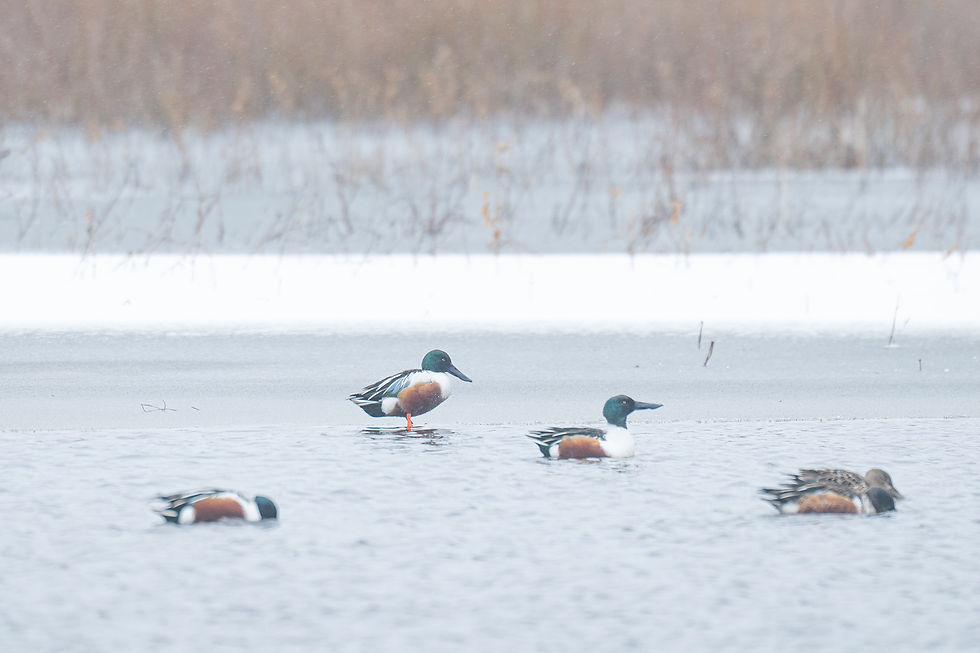 Slobeenden op de Westerplas....