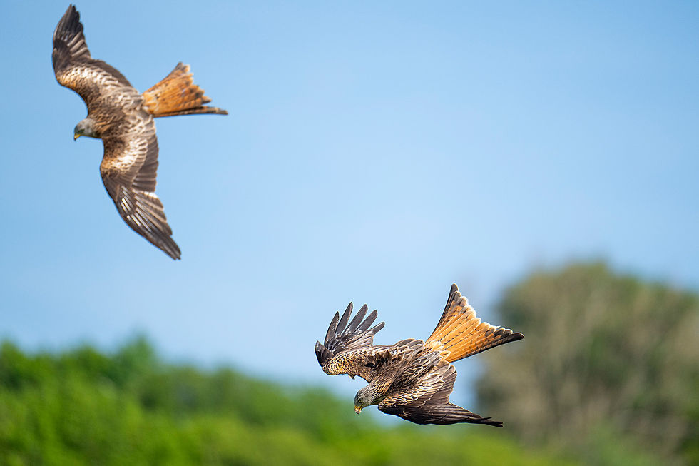Duikend naar het voedsel...