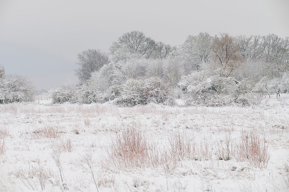 Zalkerbos met oude meidoornhagen
