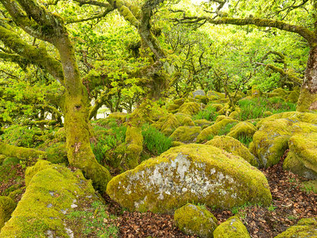 Dartmoor en de Wye River Valley (Wales) and lots of Red Kites