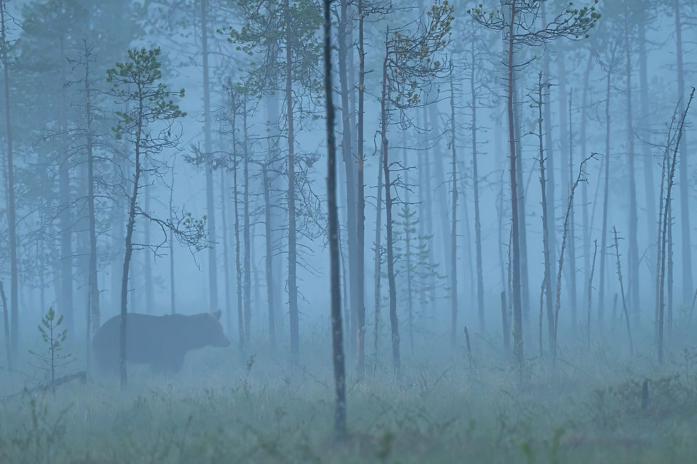 Vrouwtjesbeer in de mist, omstreeks middernacht....