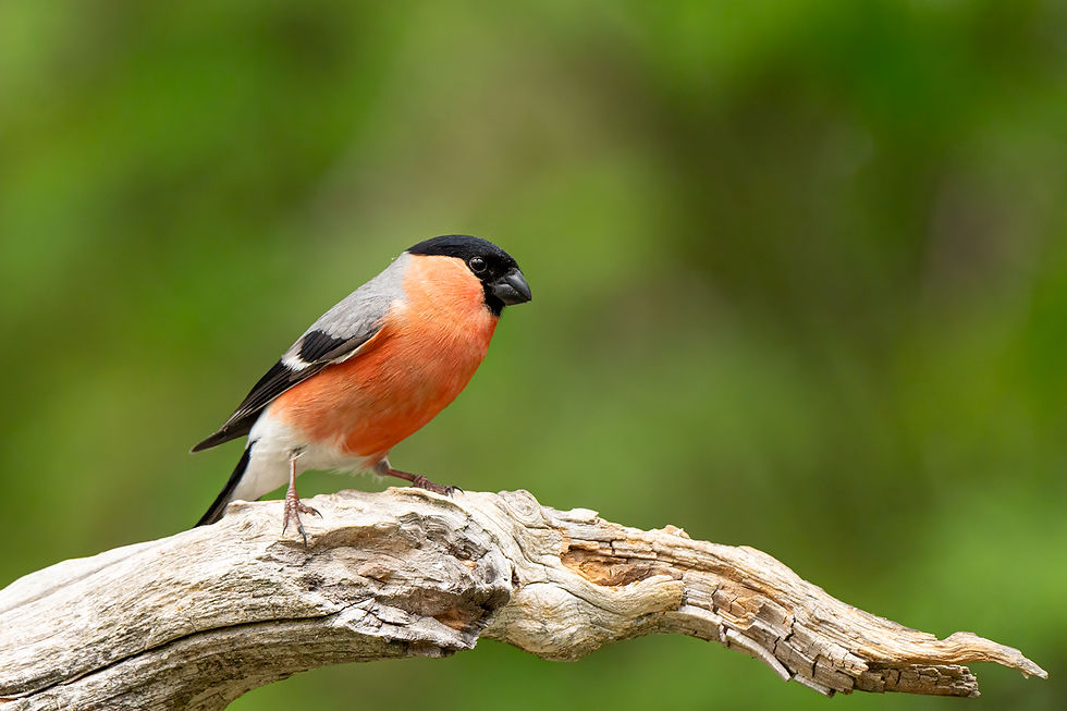 Vogels fotograferen, zoals deze Goudvink (m)
