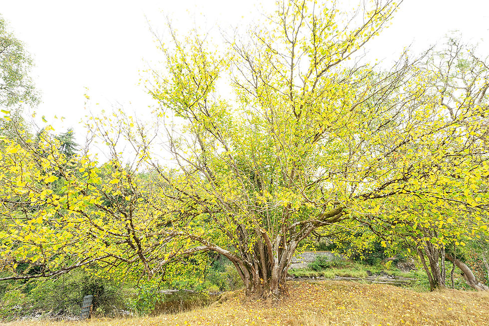 Half augustus en al in herfstkleuren....!