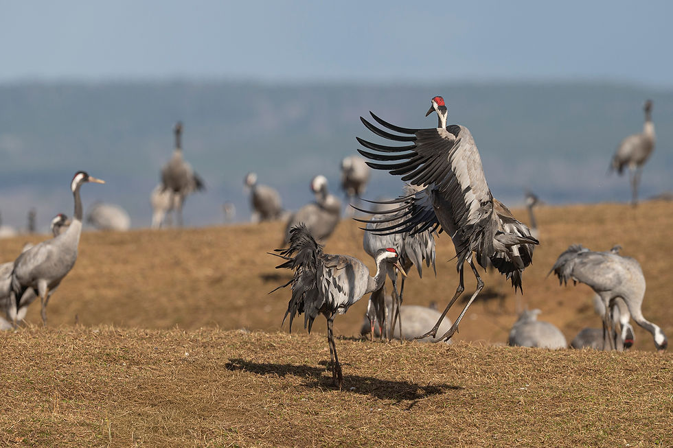 een dansend paartje....