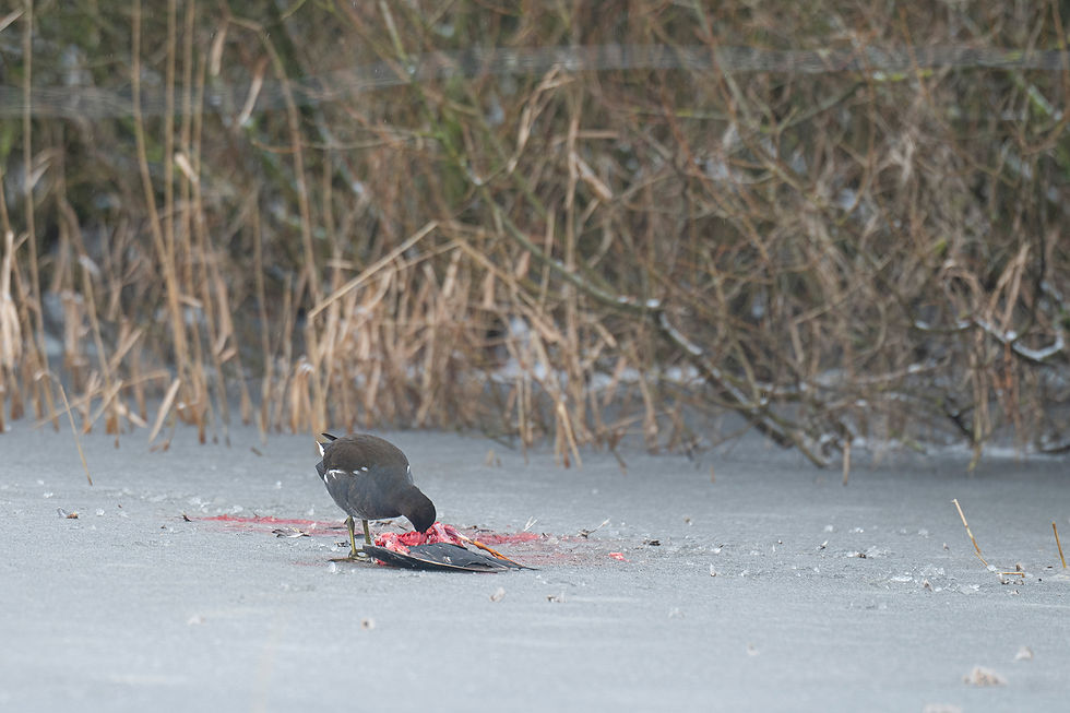 De honger was groot: Een waterhoen eet van een, door een roofvogel gedode, soortgenoot...