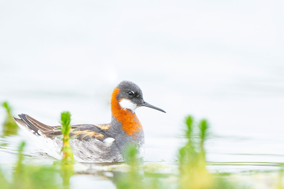 Plat liggend op de grond was dit vrouwtje Grauwe Franjepoot mooi van dichtbij te fotograferen....