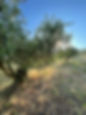 IMG_1657.jpeg
