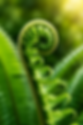 fern 2.png