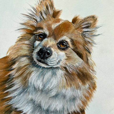 Custom Pet Portrait Cindy DeGraw artist dog cat horse rabbit original art pastel colored pencil gouache digital painted acrylic whimsical realistic realism 