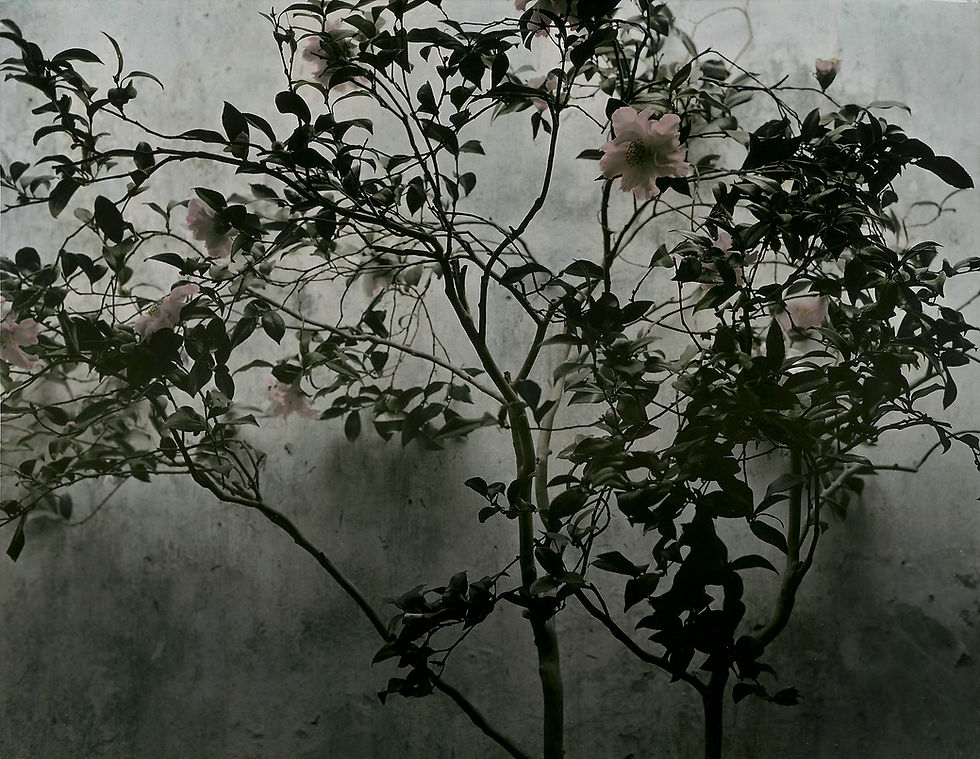 DongWensheng_201309(2013)