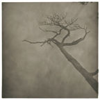 LU YANPENG_Mountain_Fog_Fog-Branch_no1
