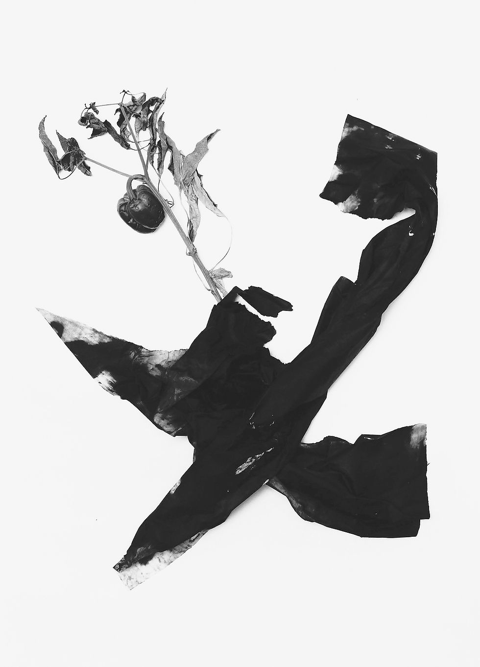 Adou_LeavesOfGrass_84(2014)