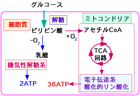 癌の謎が解けた. 鍵はミトコンドリアにあった by Dr.安保徹