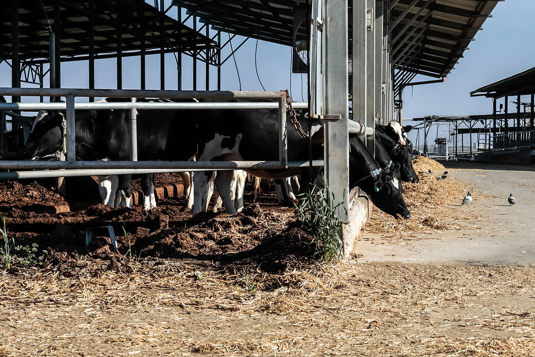 Cows eating hay from their pens