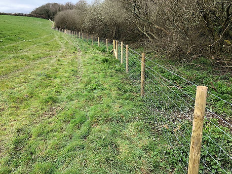Stock fencing on edge of field