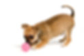 Dog with ball 2.jpg