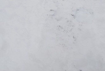 Carrara Dove quartz sample