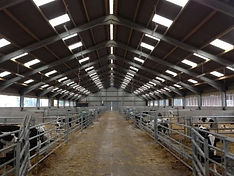 Inside of barn with livestock in pens