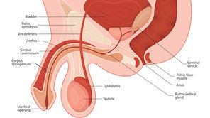 058283_078671c61f2a4e8281a80b8c5f89a9f1~mv2.webp