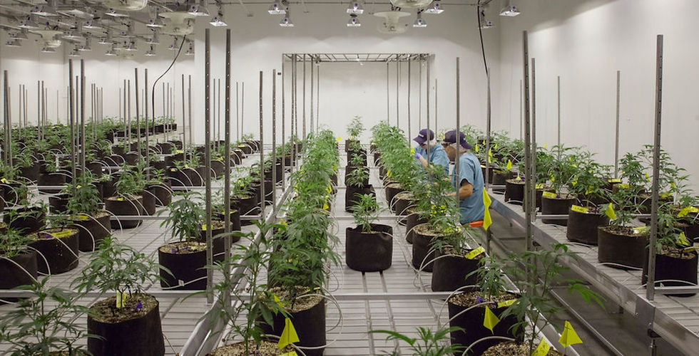 cannabis_crescolabs