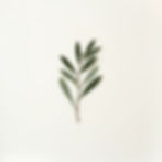 Minimalist Botanical Print