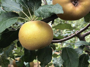 LA MELA DI TORRIANA DA BARGE A MONTECARLO IL 24/10/2023: MUSIC FOR PEACE EVENTO PER RONDINE (VIDEO)