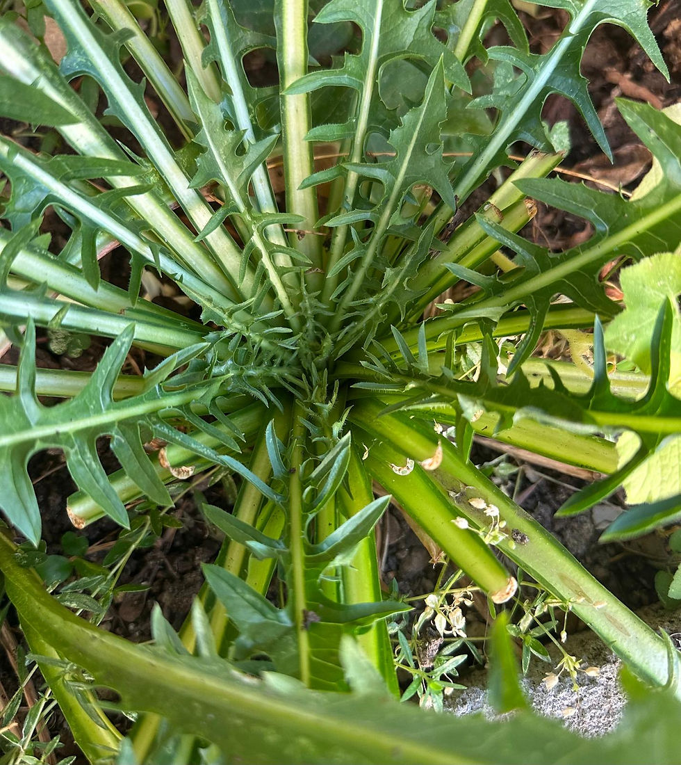 LA CICORIA SELVATICA (CICHORIUM INTYBUS): UNA STORIA MILLENARIA TRA MEDICINA, CUCINA E TRADIZIONE
