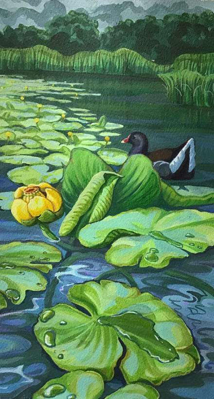 Moorhen swimming amongst yellow waterlilies, known as brandy bottles, in disused canal near stroud. By Gloucestershire artist Amanda Bradbury