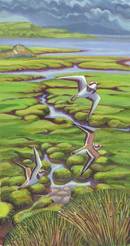 three ringed plovers fly over a saltmarsh on the Isle of Skye. the Cullin mountains shrouded by moody rain clouds are in the background.