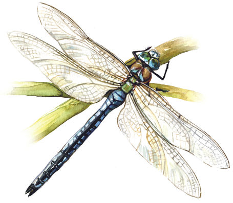 A loose watercolour illustration of an emperor dragonfly.