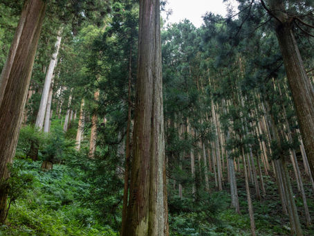 The Unknown Allure of Yoshino: Beyond the Cherry Blossoms, the World of Yoshino Cedar