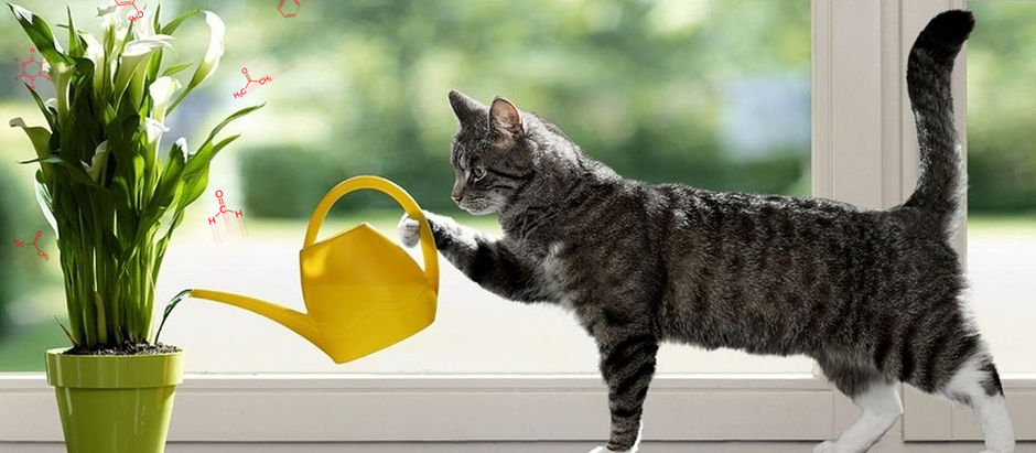 10 кімнатних рослин, які найкраще очищають повітря