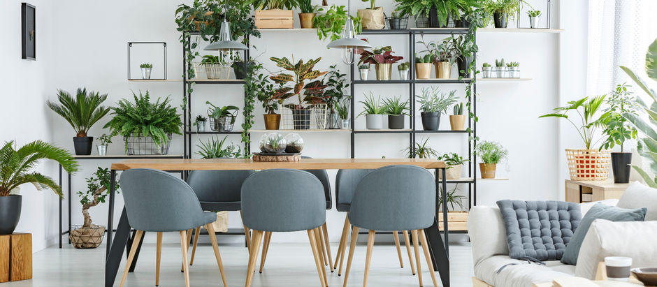 Осіннє підживлення кімнатних рослин