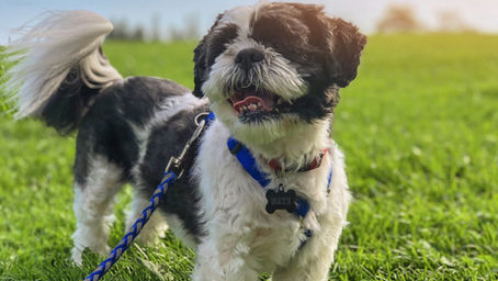 Dog Sitting London: Top-notch Services for Your Furry Friend