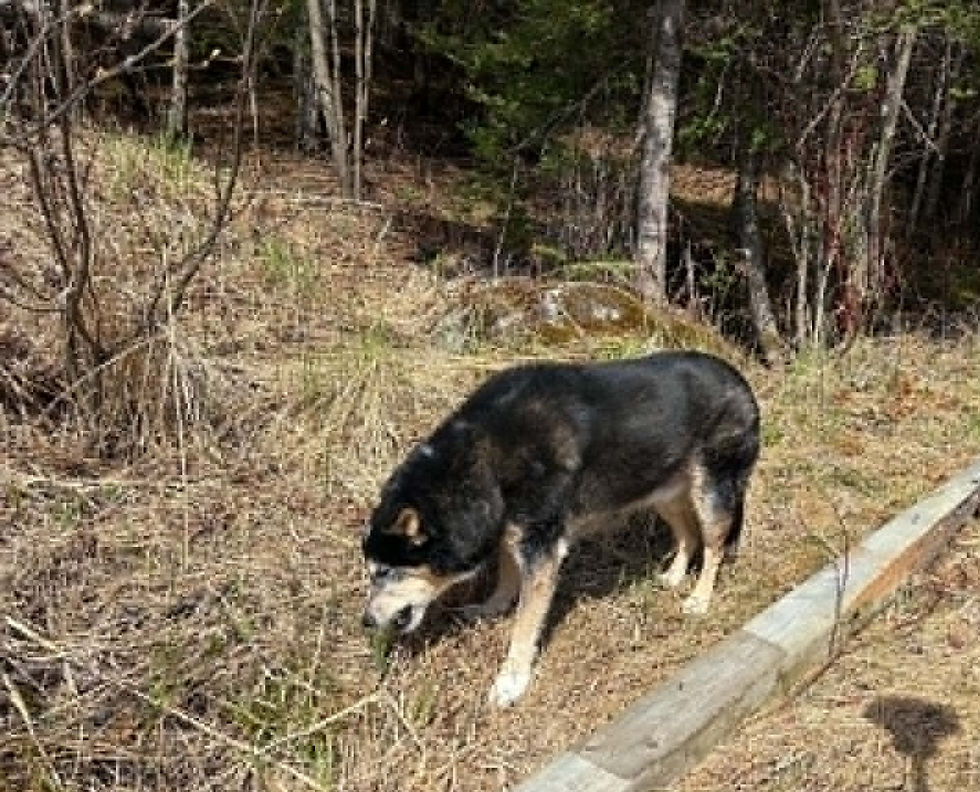 Dog Myths: Eating Grass
