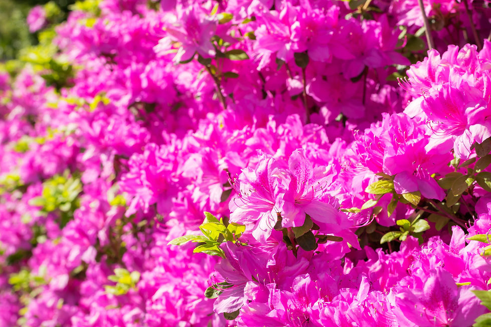 20150430-DSC_1860