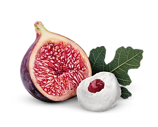fig pearls v1.png