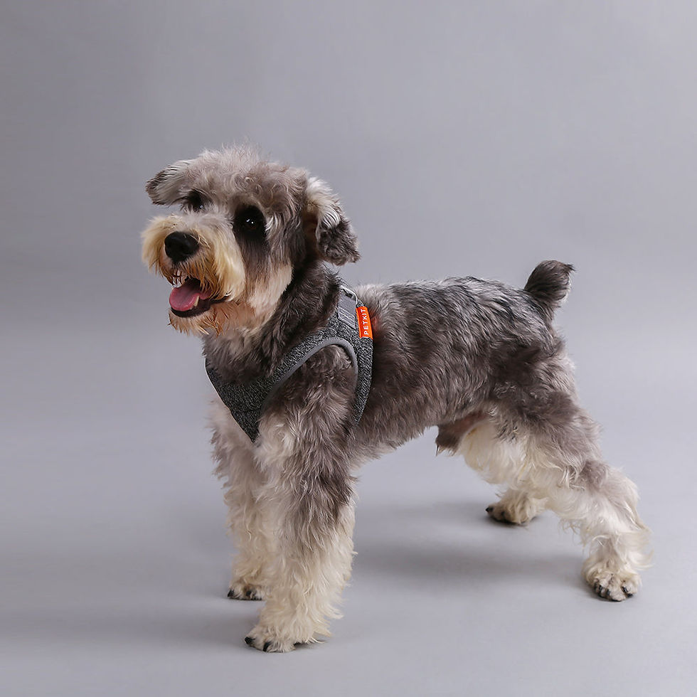 Thumbnail: Instachew PETKIT Air Pro Dog Harness