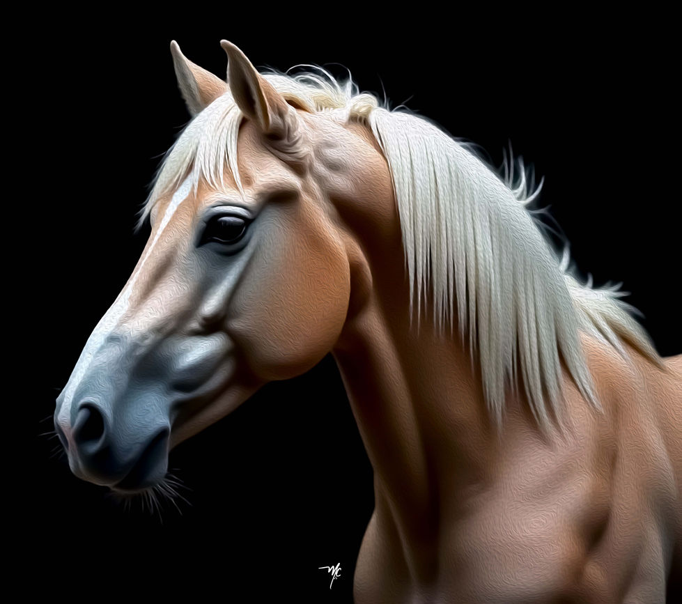 CABALLO 01