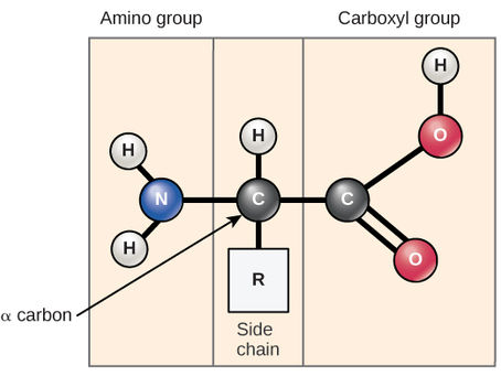 Neurochemistry