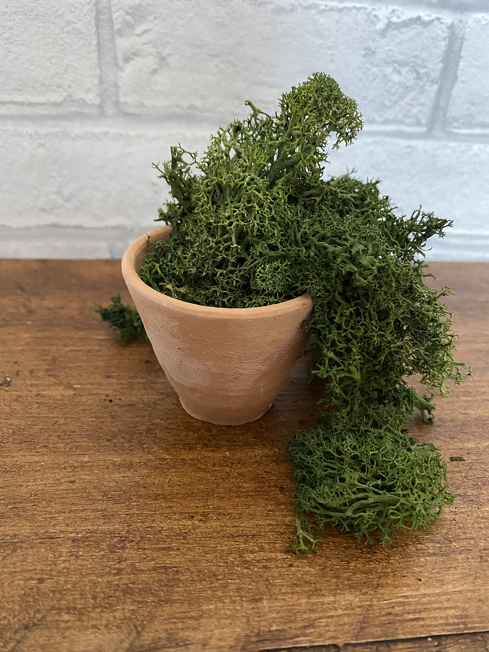 Thumbnail: Reindeer Moss