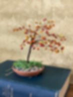Autumn Bonsai Tree Craft Kit