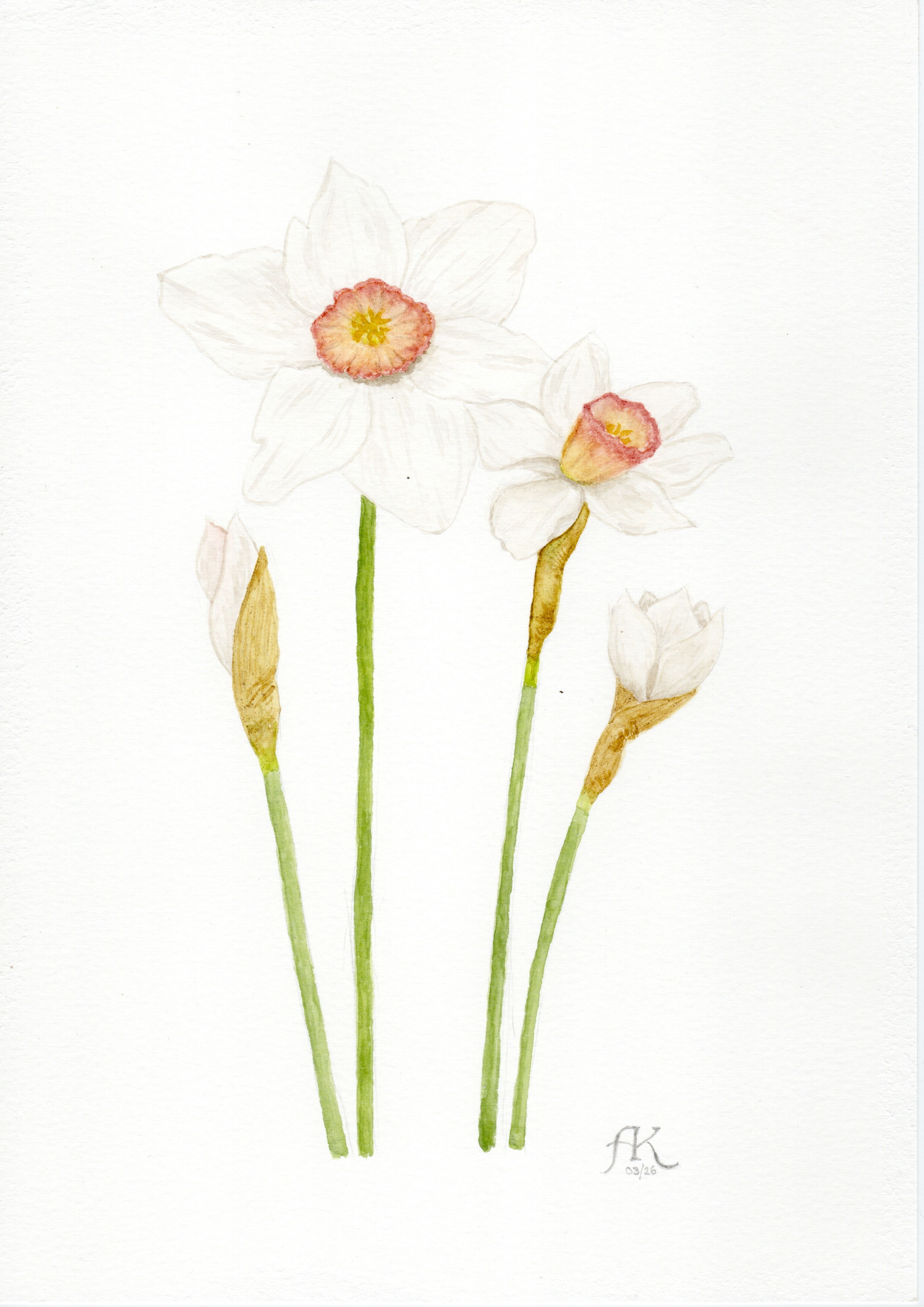 Daffodil Watercolour Illustration