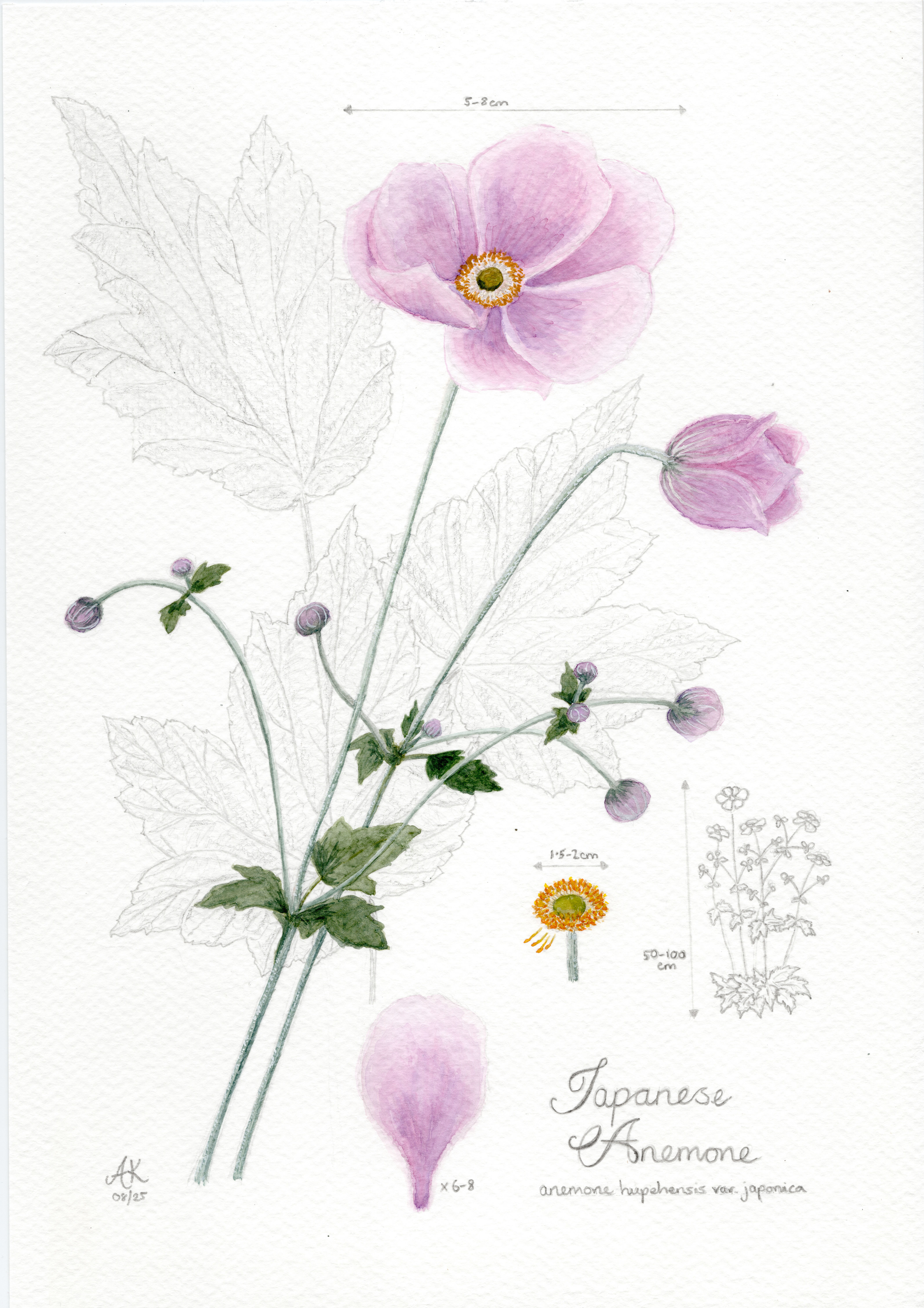 Anemone Watercolour Illustration