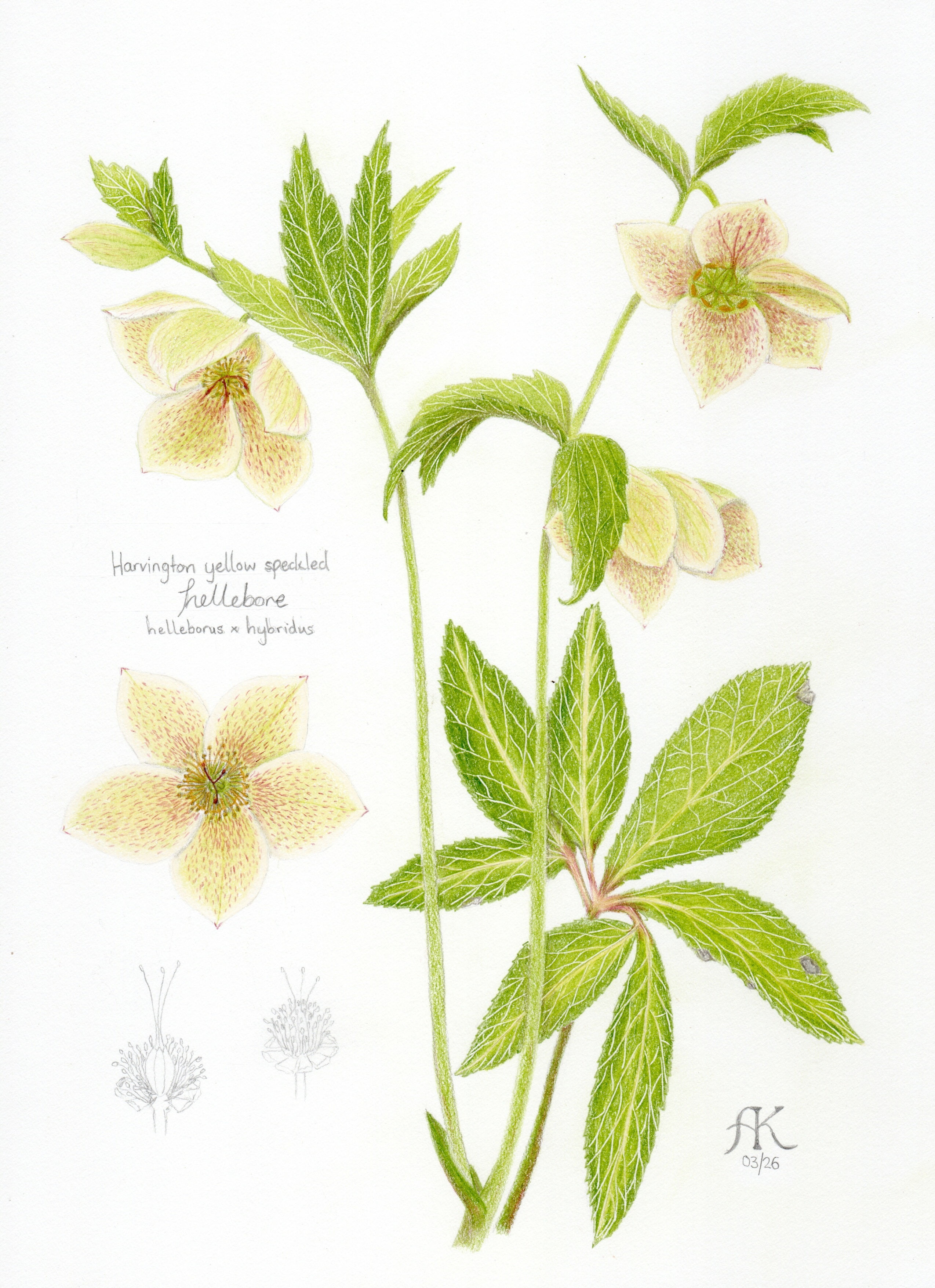 Hellebore Pencil Illustration
