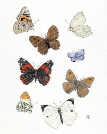 Butterflies Collection