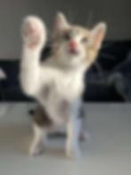 Birmingham cat rescue and rehoming charity