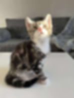 Birmingham cat rescue and rehoming charity