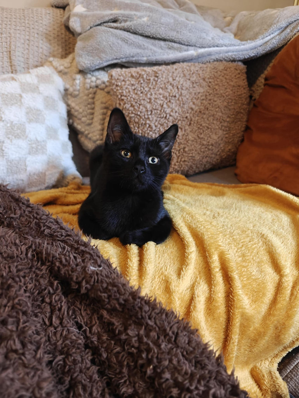 Birmingham cat rescue and rehoming charity