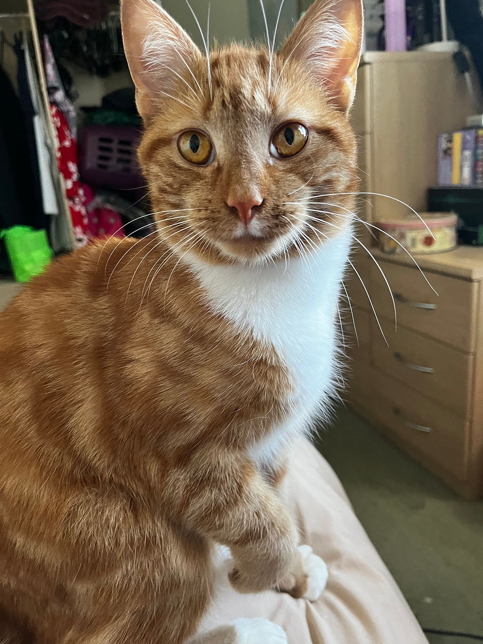 Hi my name is cookie and I am 2 yrs old. I am a bit of a shy guy but do love fusses and treats. I love to chase anything with feathers and am quite a good footballer. I don’t mind older children but like a calm house. I like to climb up on shelves and watch the world go by! I do also get on with other cats too!